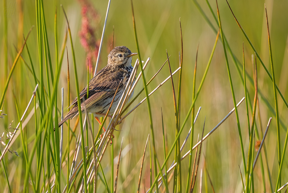 linduška luční - Anthus pratensis