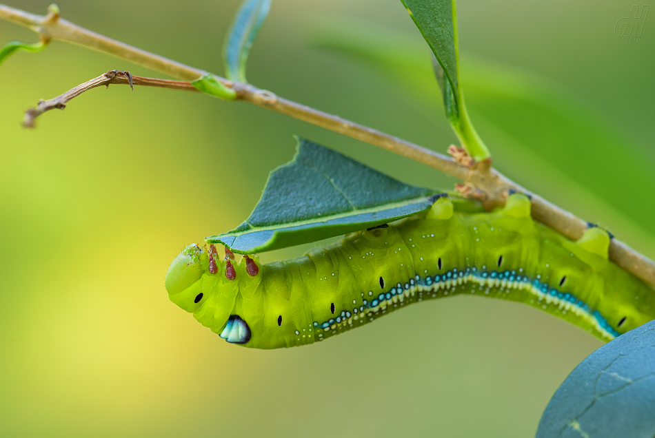 lišaj oleandrový - Daphnis nerii