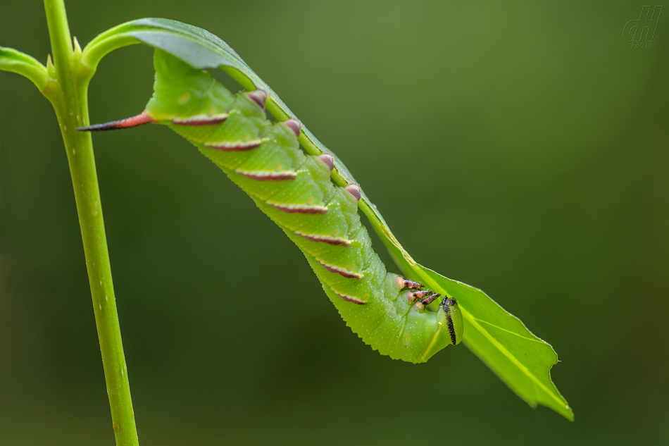 lišaj šeříkový - Sphinx ligustri