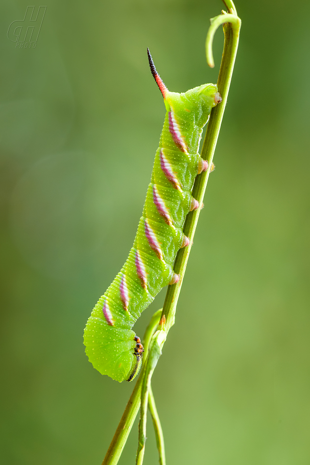 lišaj šeříkový - Sphinx ligustri