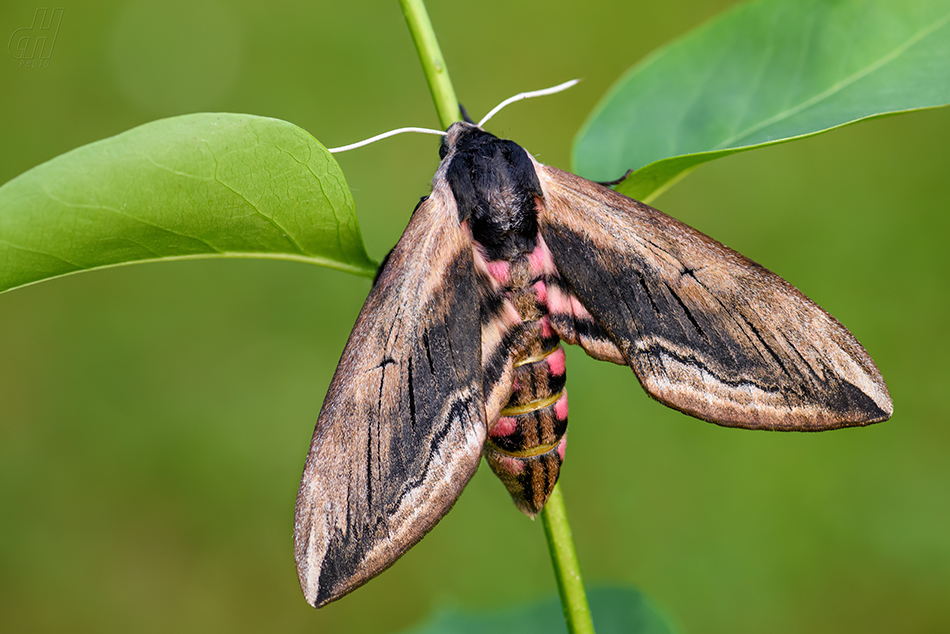 lišaj šeříkový - Sphinx ligustri