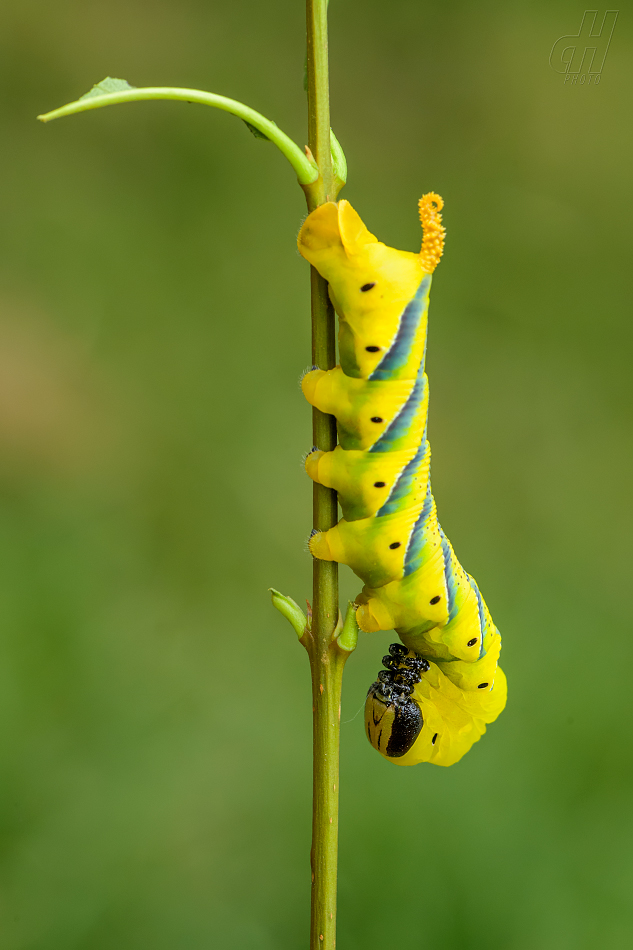 lišaj smrtihlav - Acherontia atropos