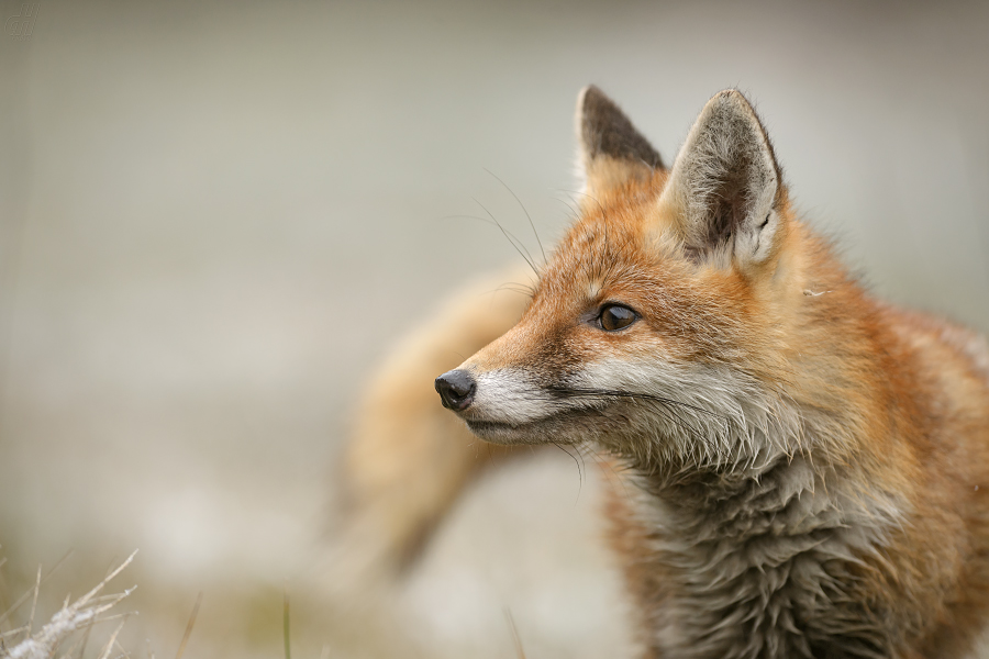 liška obecná - Vulpes vulpes