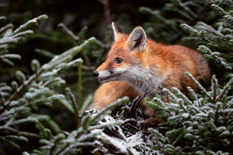 liška obecná - Vulpes vulpes