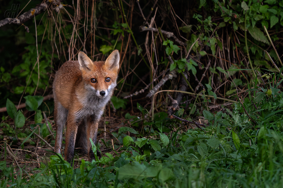 liška obecná - Vulpes vulpes