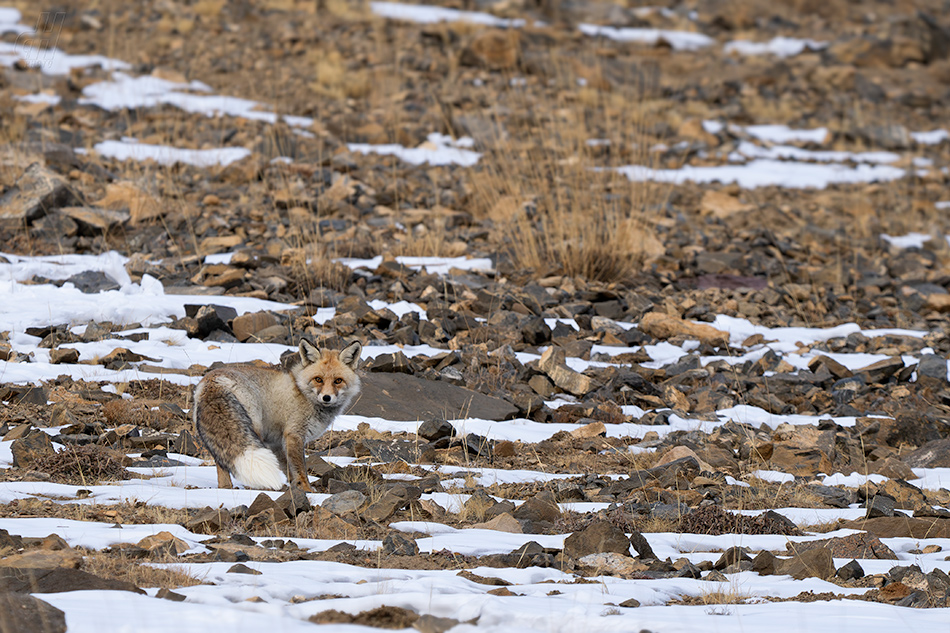 liška obecná - Vulpes vulpes