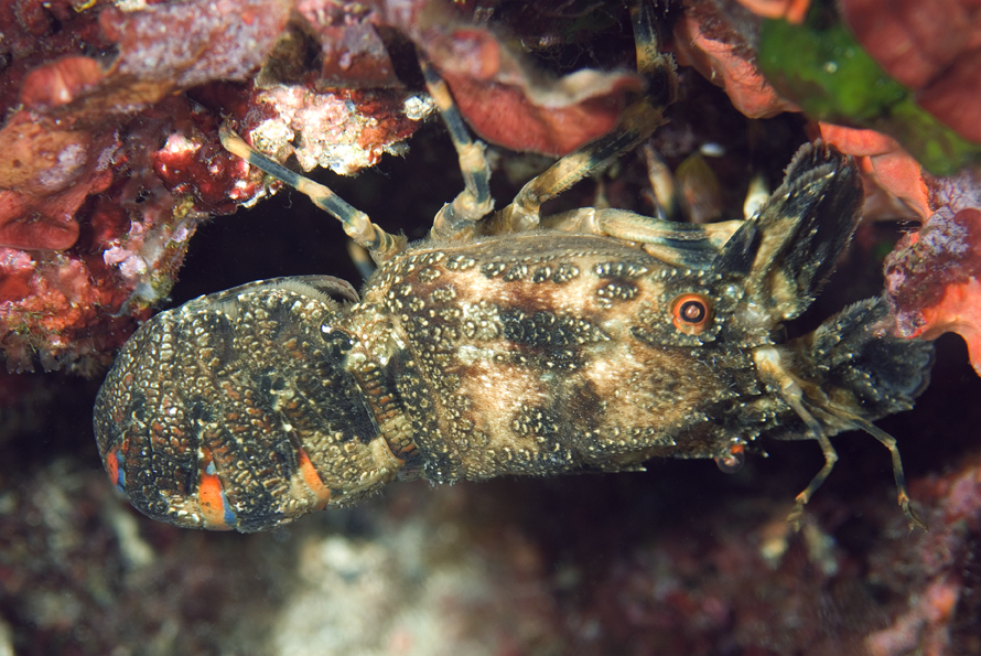 listorožec pestrý - Scyllarus arctus