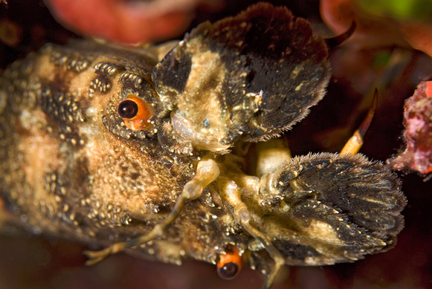 listorožec pestrý - Scyllarus arctus