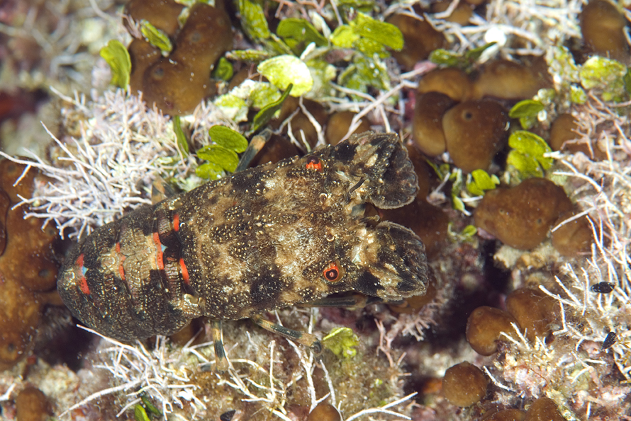 listorožec pestrý - Scyllarus arctus