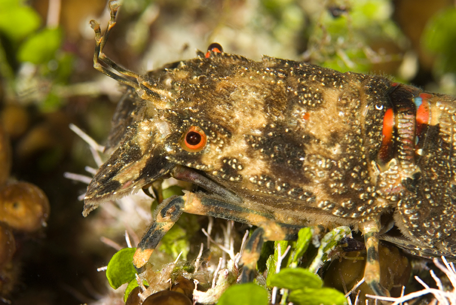 listorožec pestrý - Scyllarus arctus