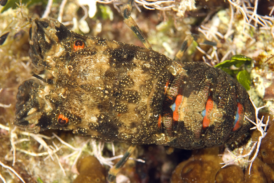 listorožec pestrý - Scyllarus arctus