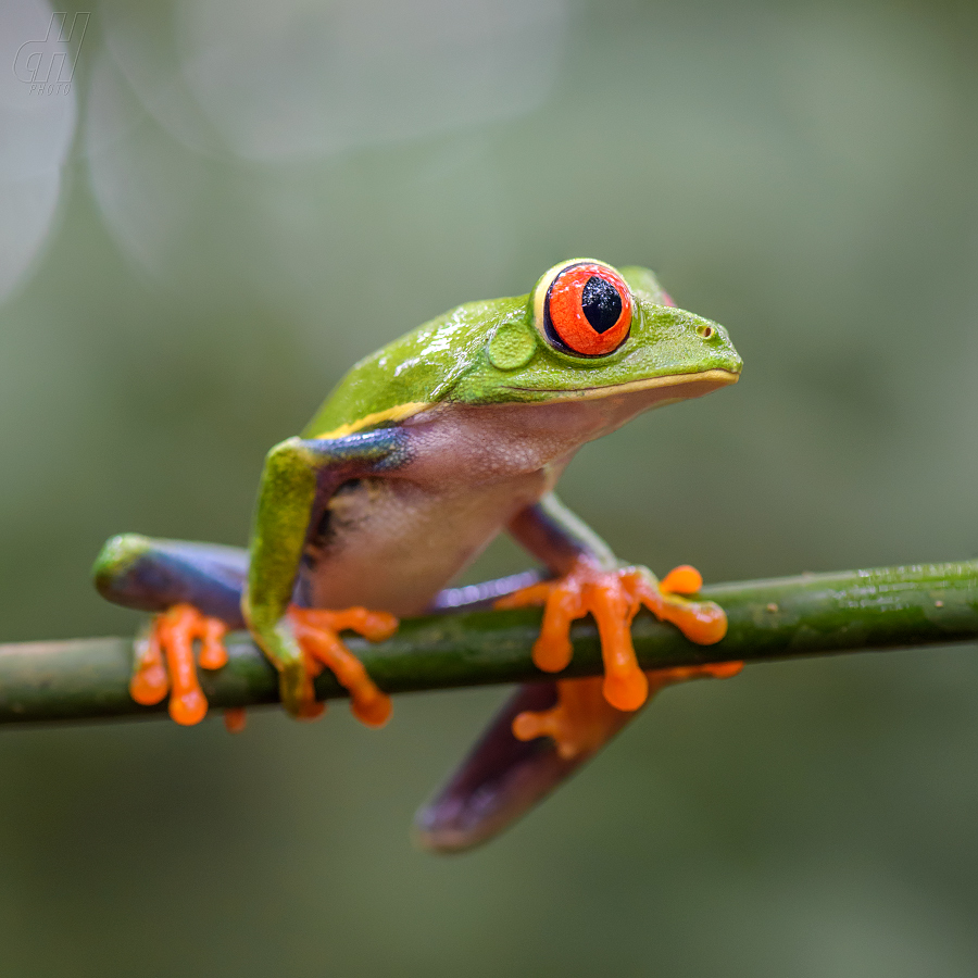 listovnice červenooká - Agalychnis callidryas