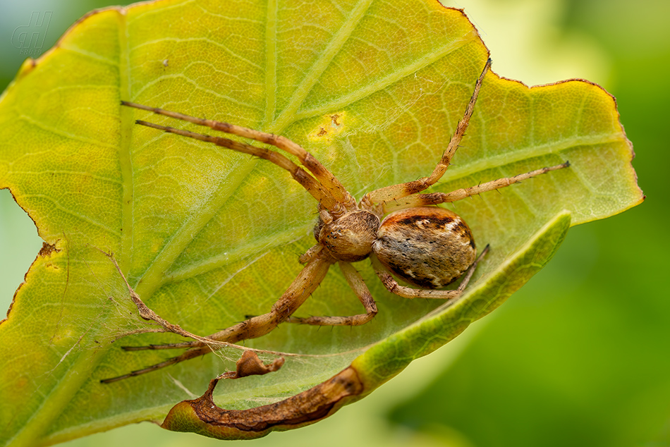 listovník zlatolesklý - Philodromus aureolus