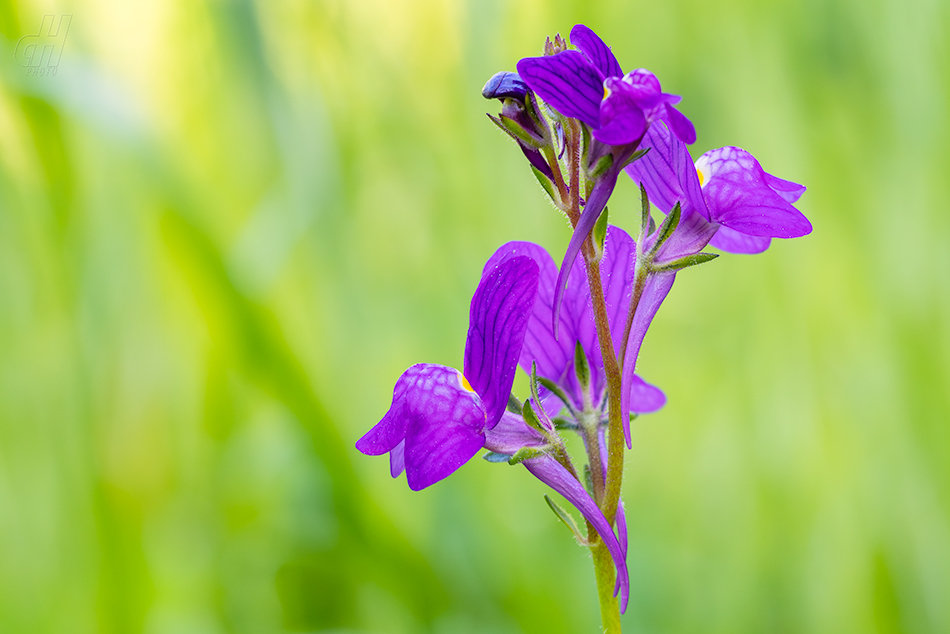 lnice červená - Linaria incarnata