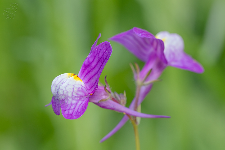 lnice červená - Linaria incarnata