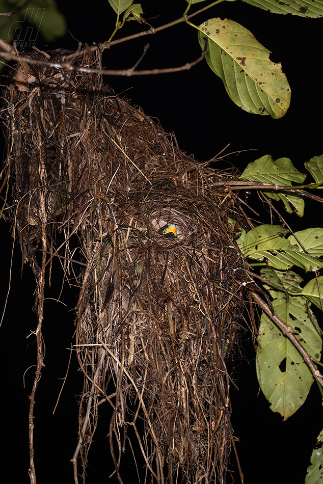 loboš červenočerný - Cymbirhynchus macrorhynchos