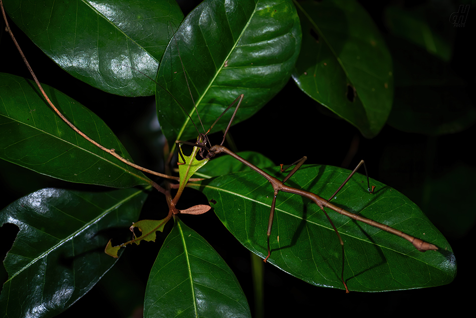 Lonchodes brevipes