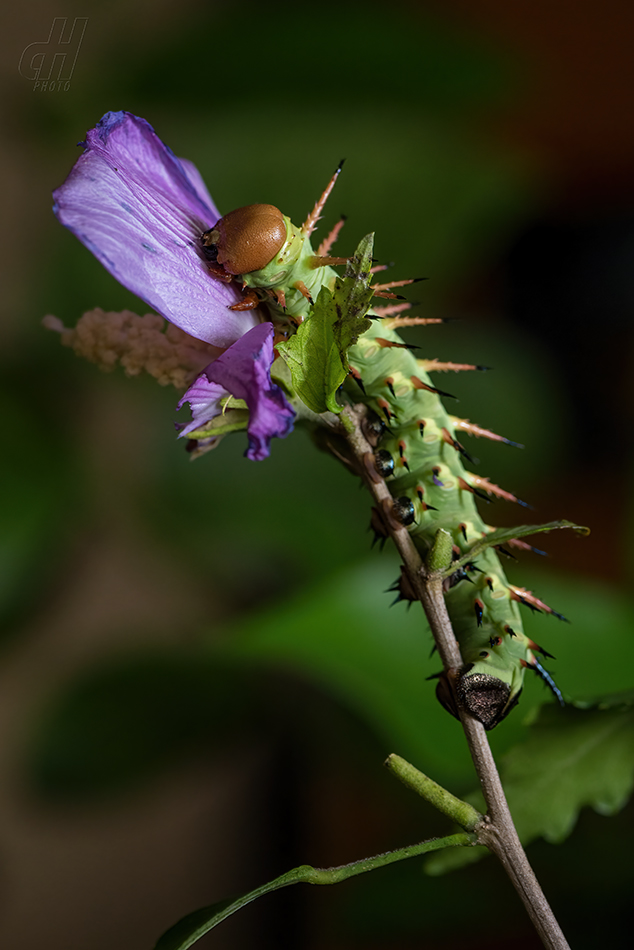 Lophostethus dumolinii