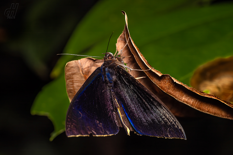 Lygniodes schoenbergi