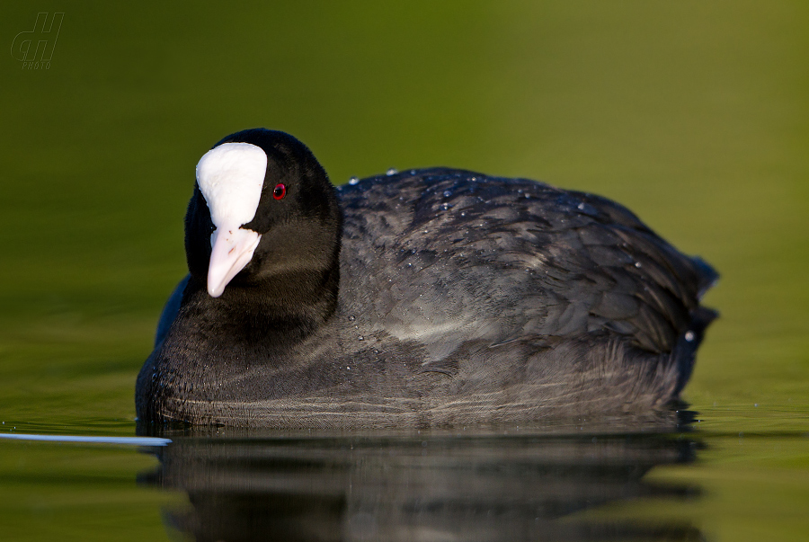 lyska černá - Fulica atra