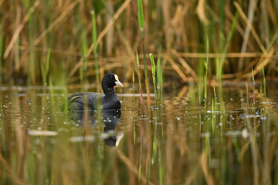 lyska černá - Fulica atra