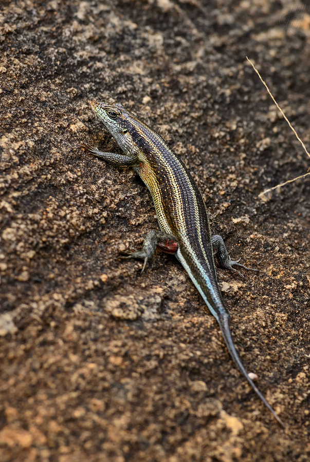 mabuja pětipruhá - Trachylepis quinquetaeniata