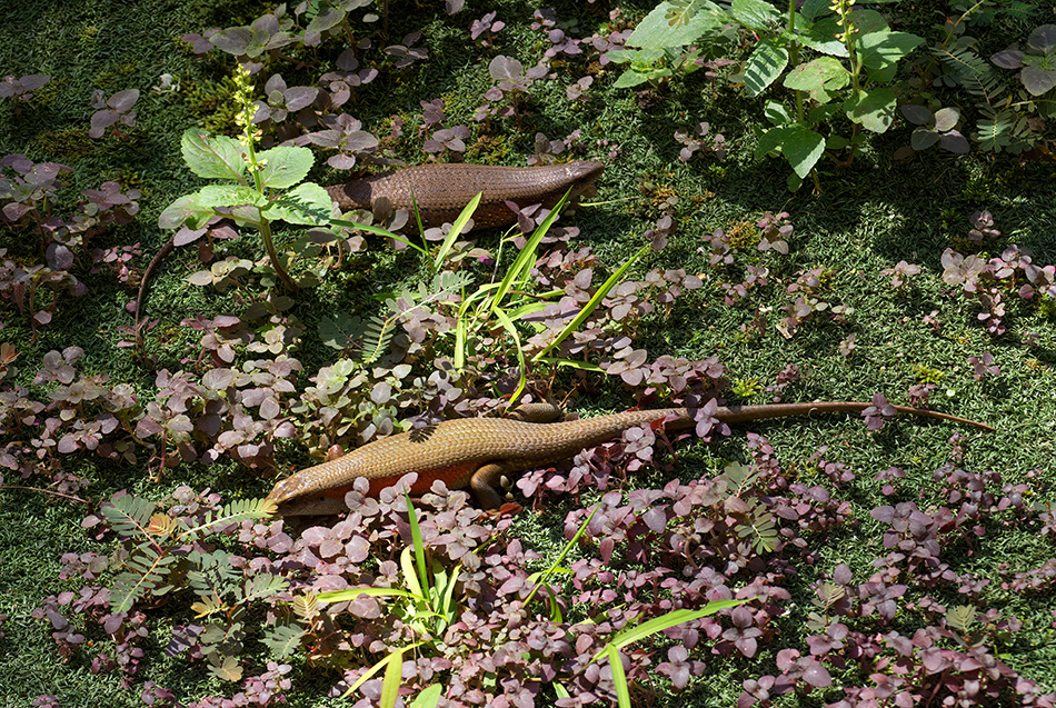 mabuja východní - Eutropis multifasciata