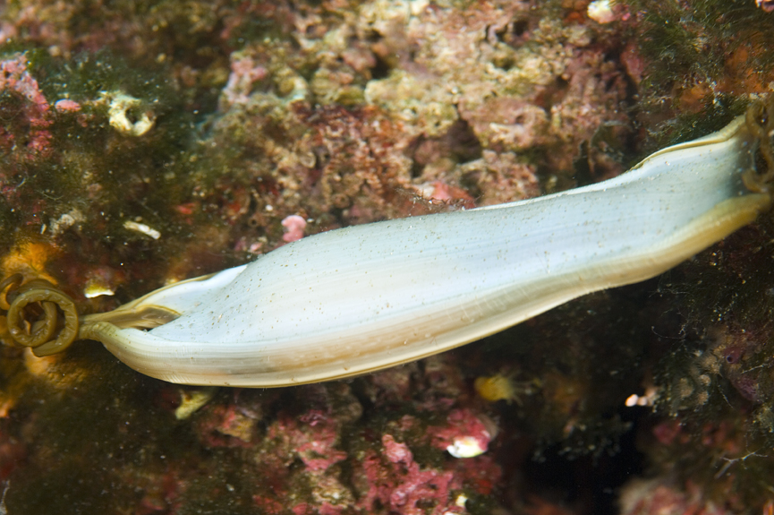 máčka skvrnitá - Scyliorhinus canicula