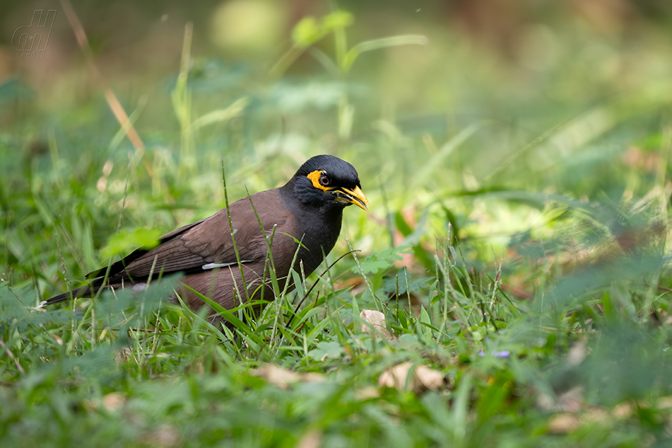 majna obecná - Acridotheres tristis