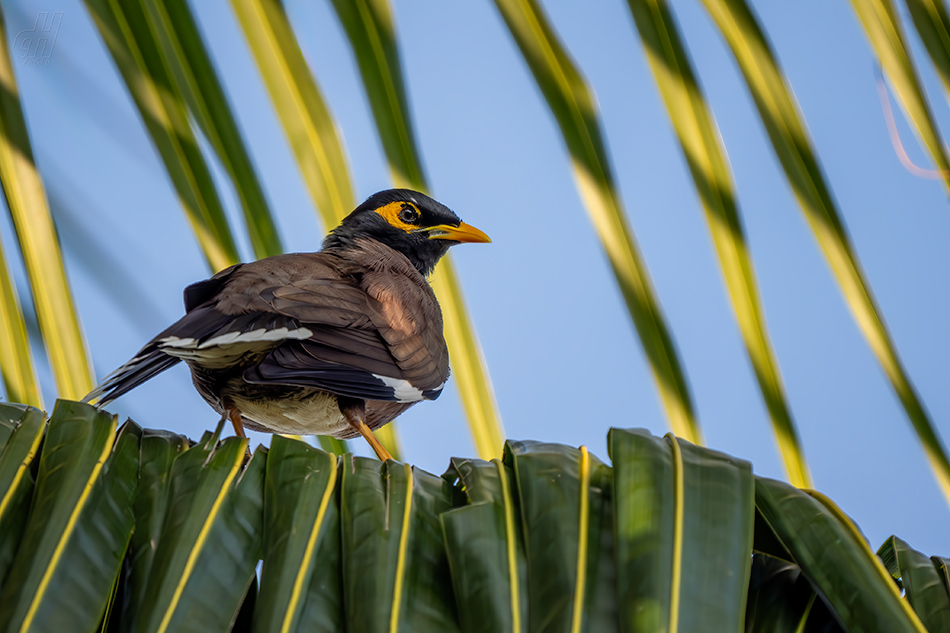 majna obecná - Acridotheres tristis