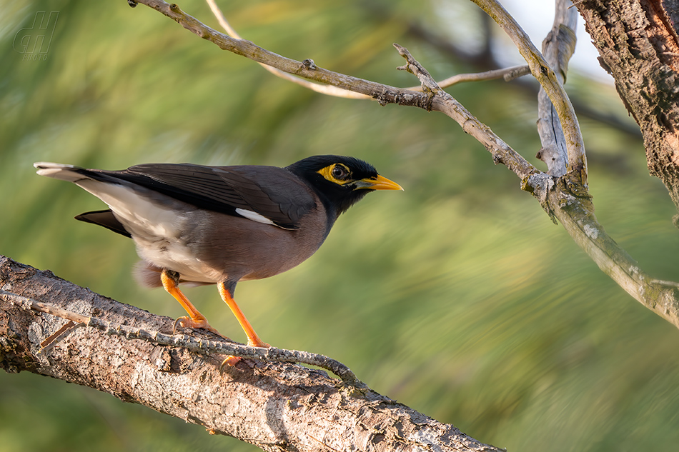 majna obecná - Acridotheres tristis