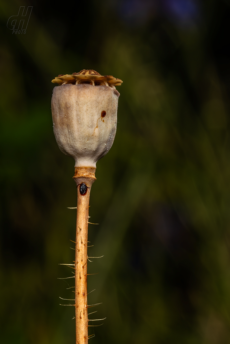 mák vlčí - Papaver rhoeas