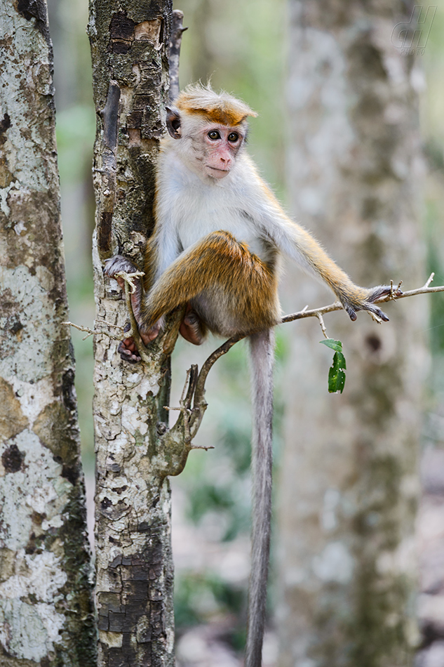 makak bandar - Macaca sinica