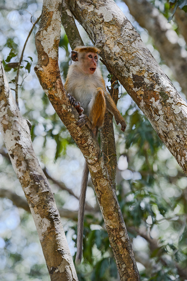 makak bandar - Macaca sinica