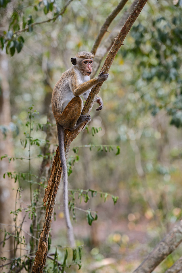 makak bandar - Macaca sinica