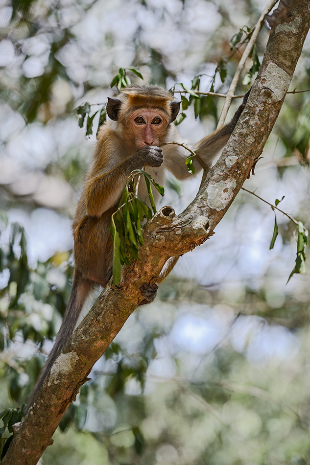 makak bandar - Macaca sinica