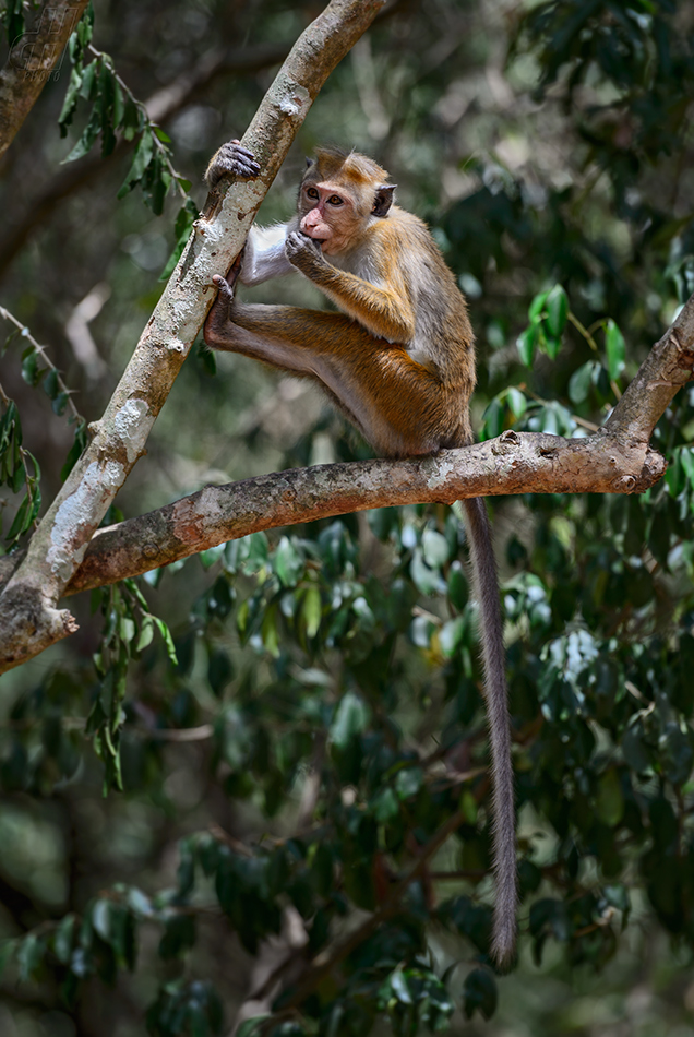 makak bandar - Macaca sinica