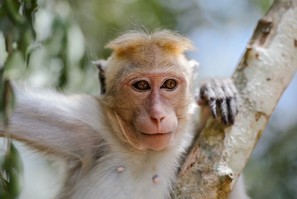 makak bandar - Macaca sinica