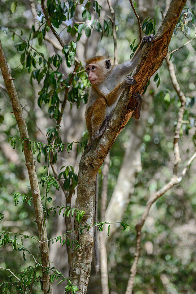 makak bandar - Macaca sinica