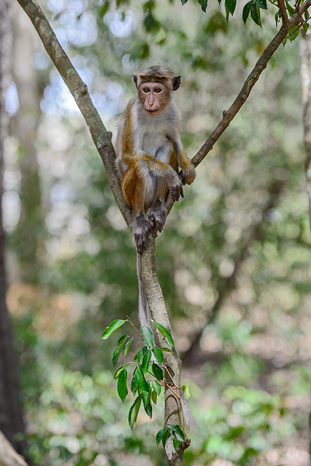 makak bandar - Macaca sinica