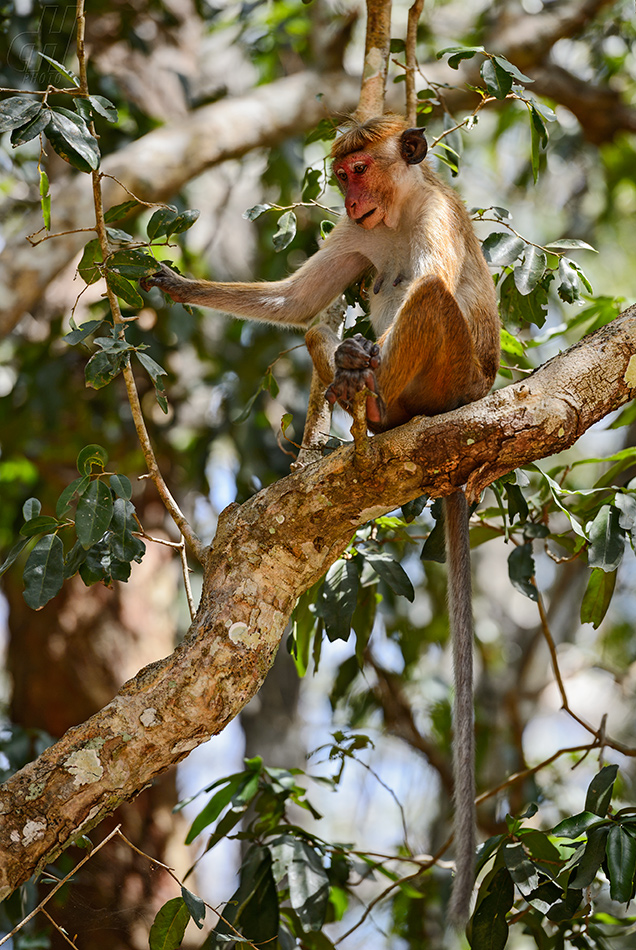 makak bandar - Macaca sinica