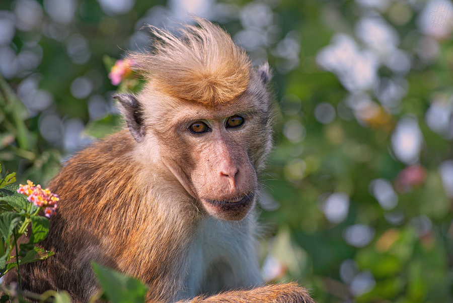 makak bandar - Macaca sinica