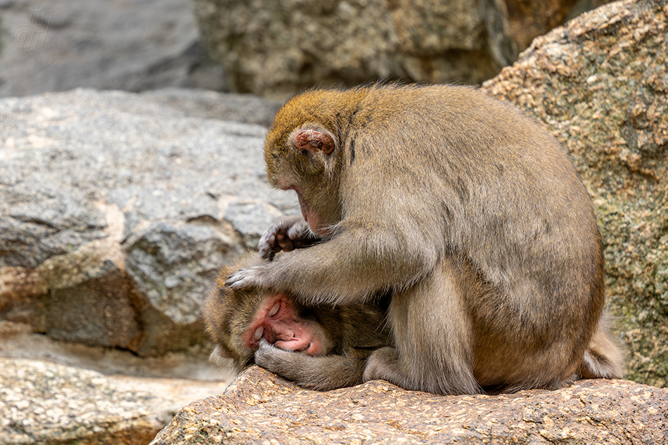 makak červenolící - Macaca fuscata