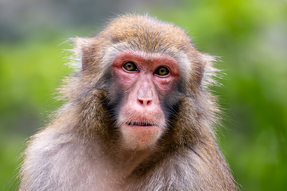 makak červenolící - Macaca fuscata