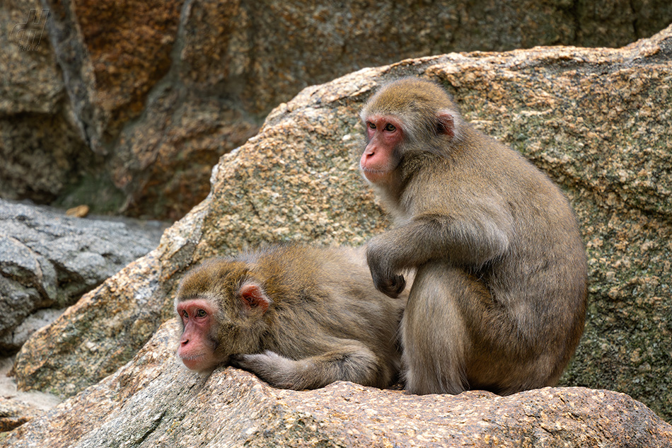 makak červenolící - Macaca fuscata