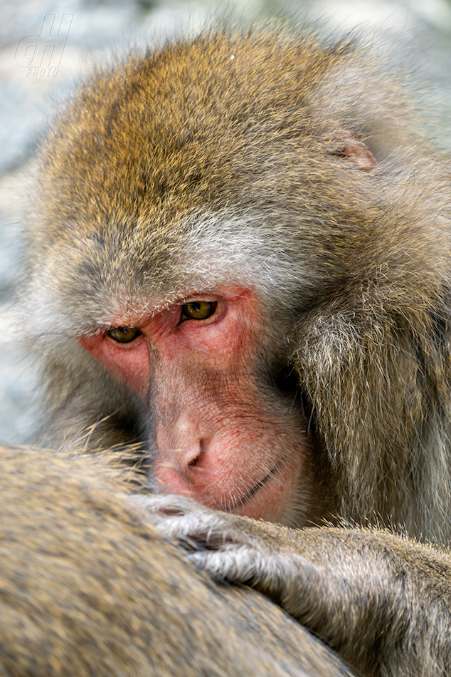 makak červenolící - Macaca fuscata