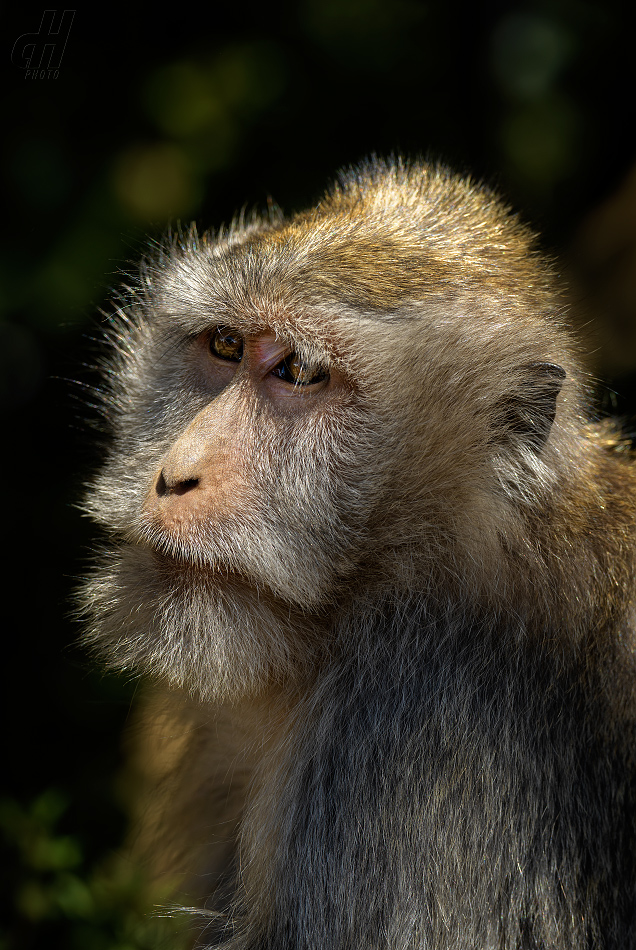 makak jávský - Macaca fascicularis