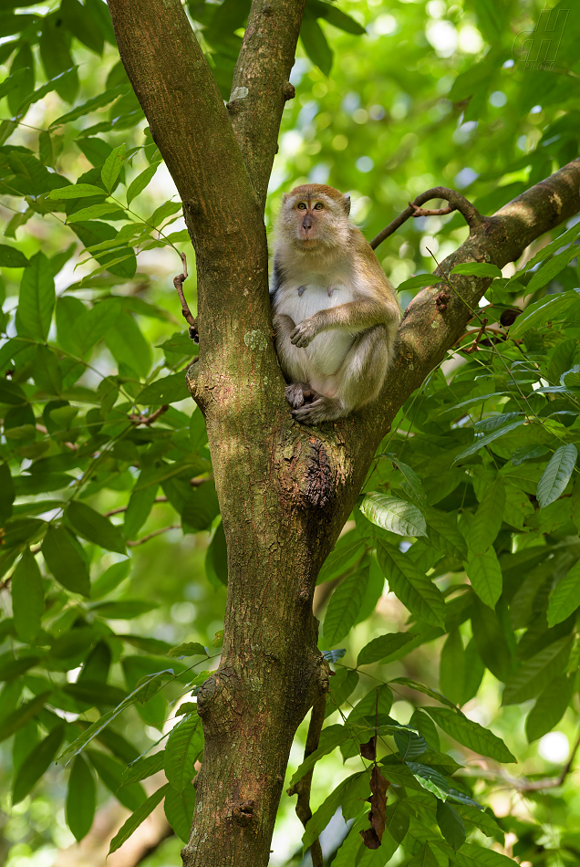 makak jávský - Macaca fascicularis