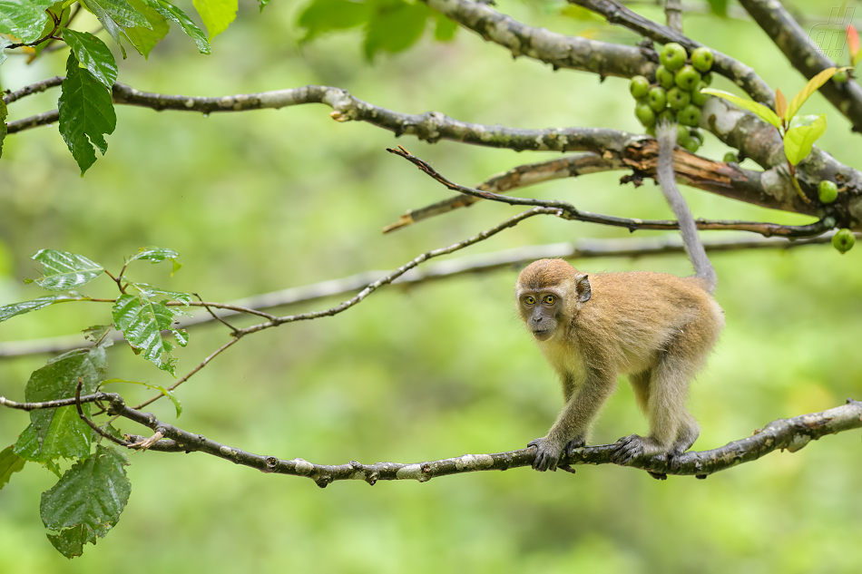 makak jávský - Macaca fascicularis