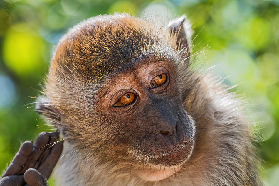 makak jávský - Macaca fascicularis